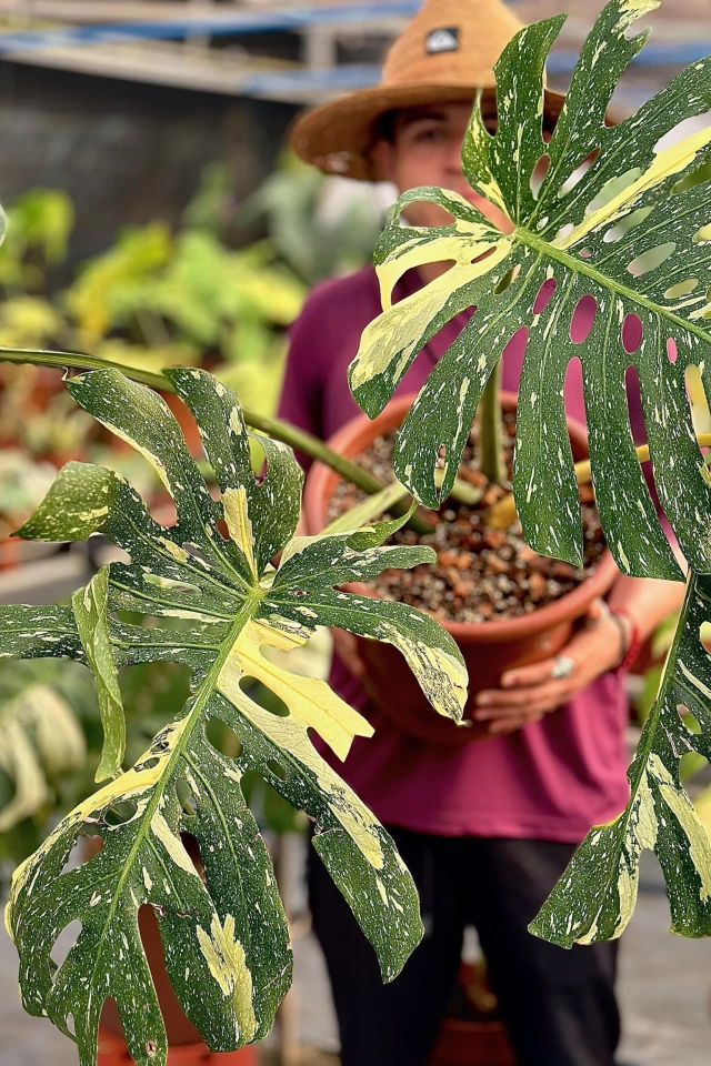 Rega Monstera Thai Constellation
