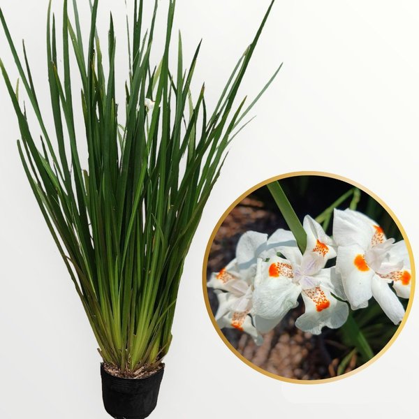 Dietes iridioides