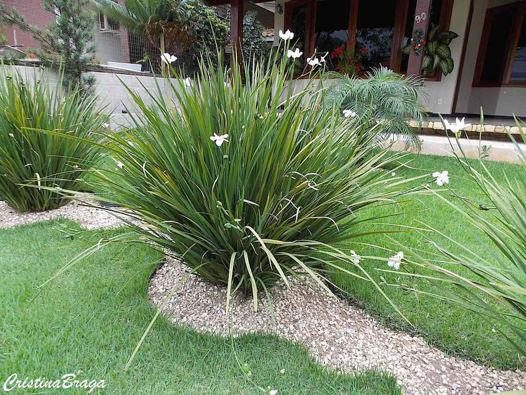 Planta de fácil cultivo