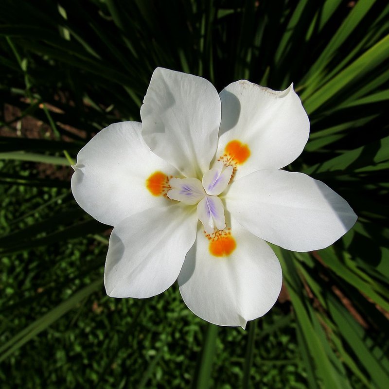 Jardim resistente
