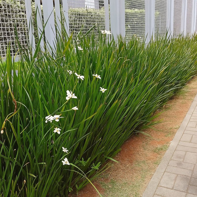 Dietes iridioides