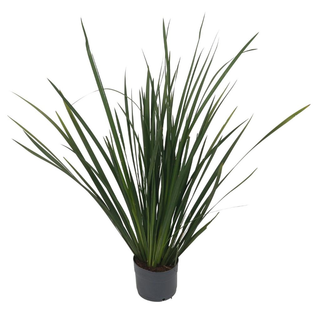 Dietes grandiflora
