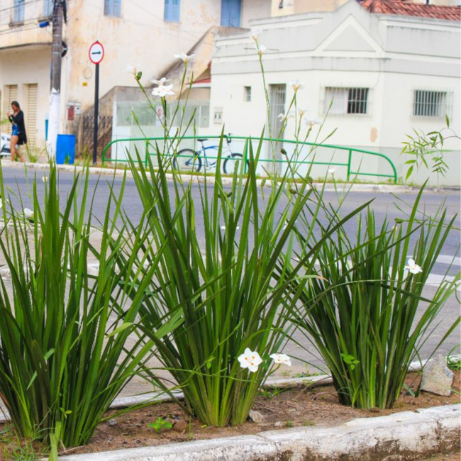 Dietes bicolor