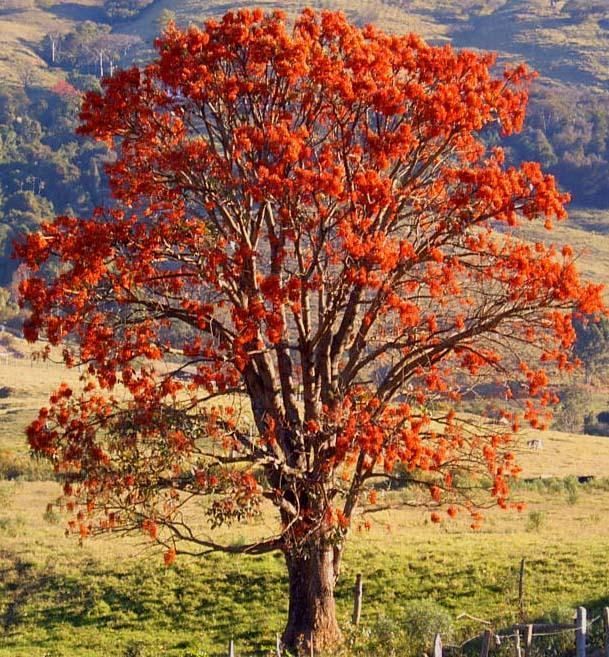 murungu