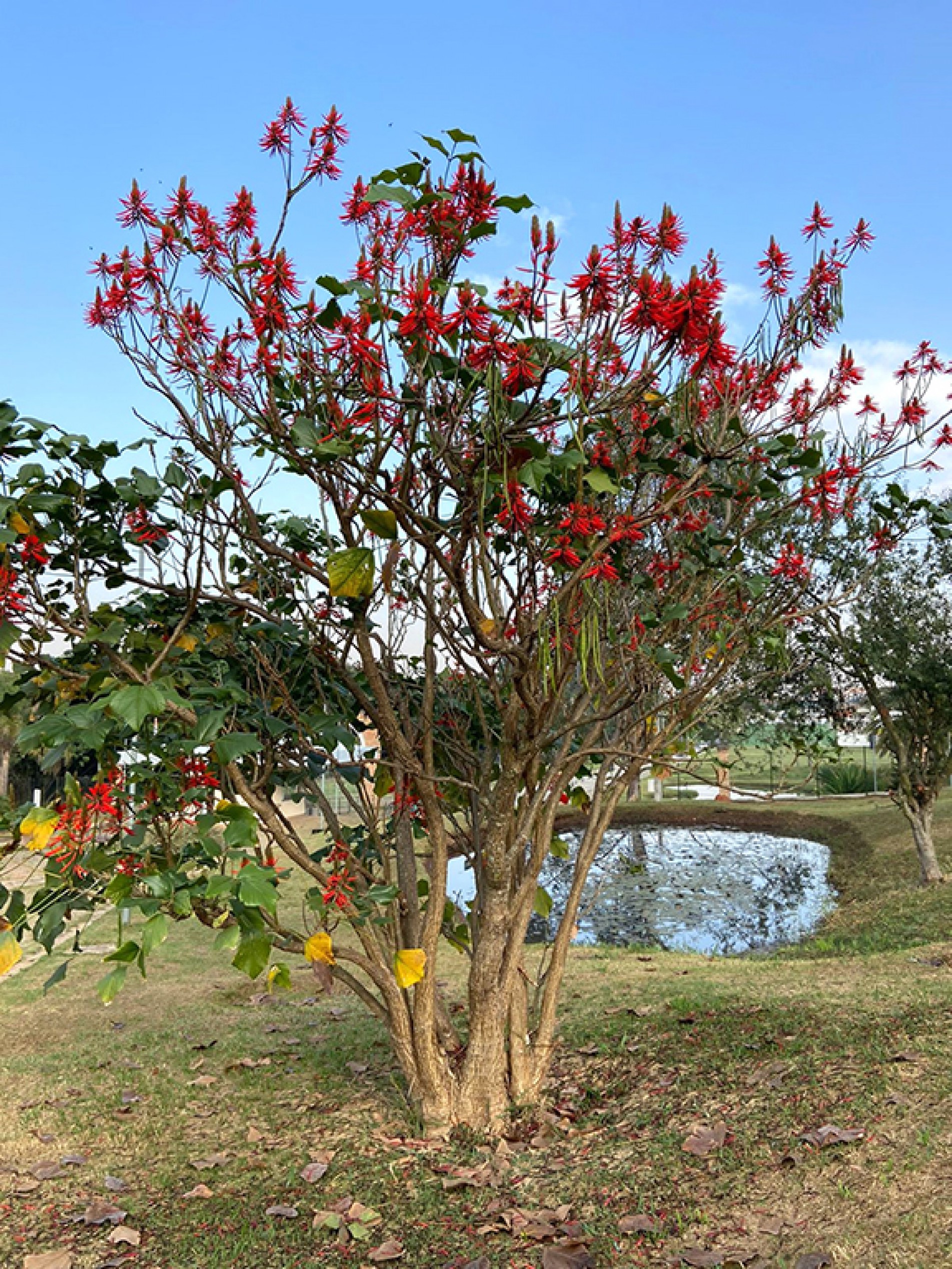 mulungu-co
