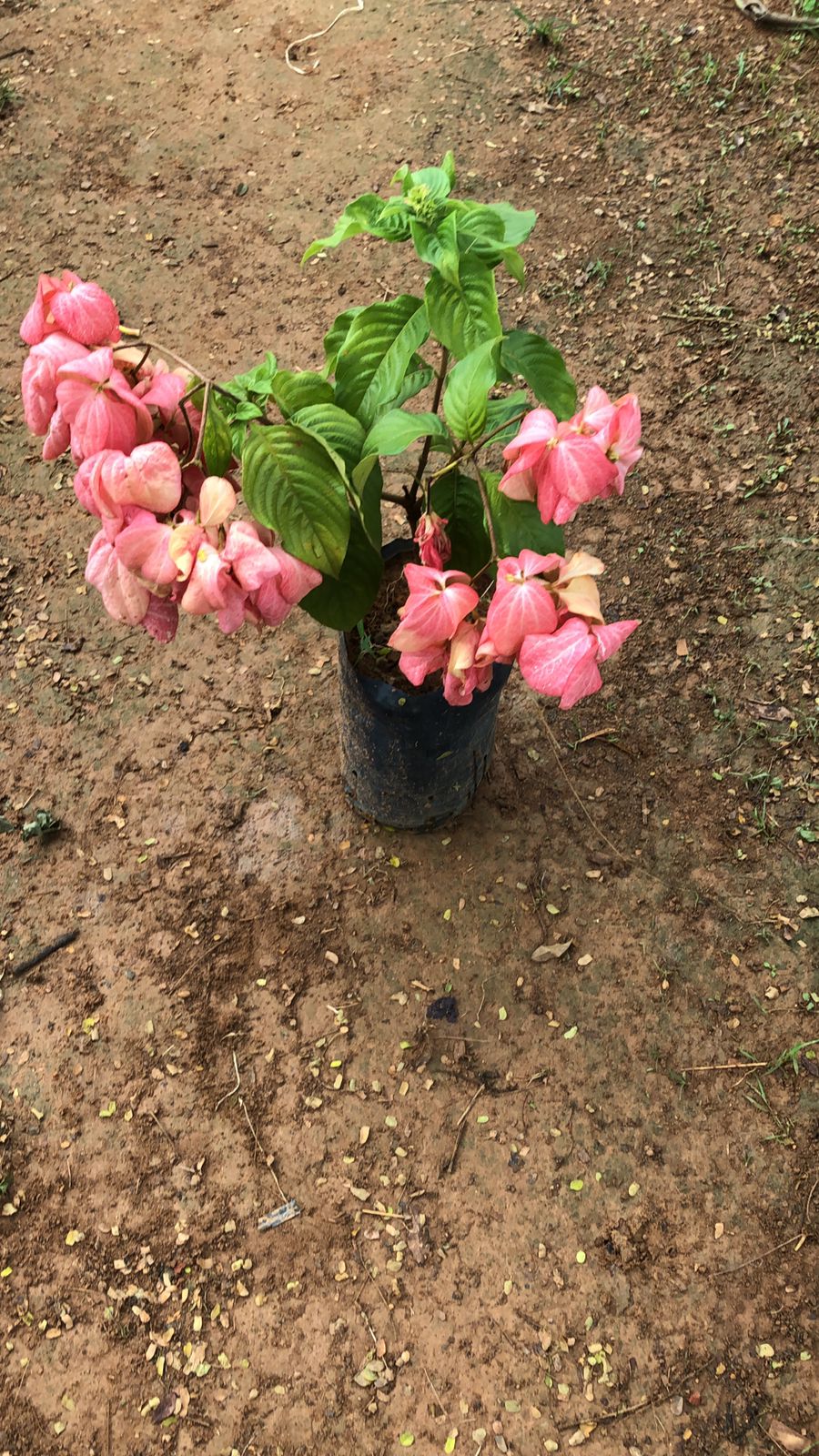 mussaenda vermelha