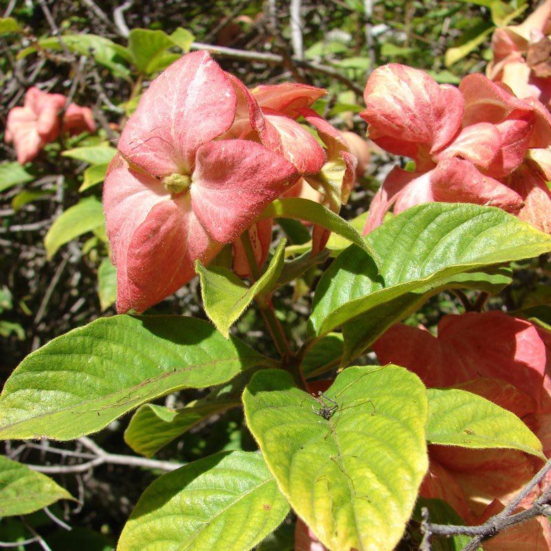 mussaenda para iniciantes