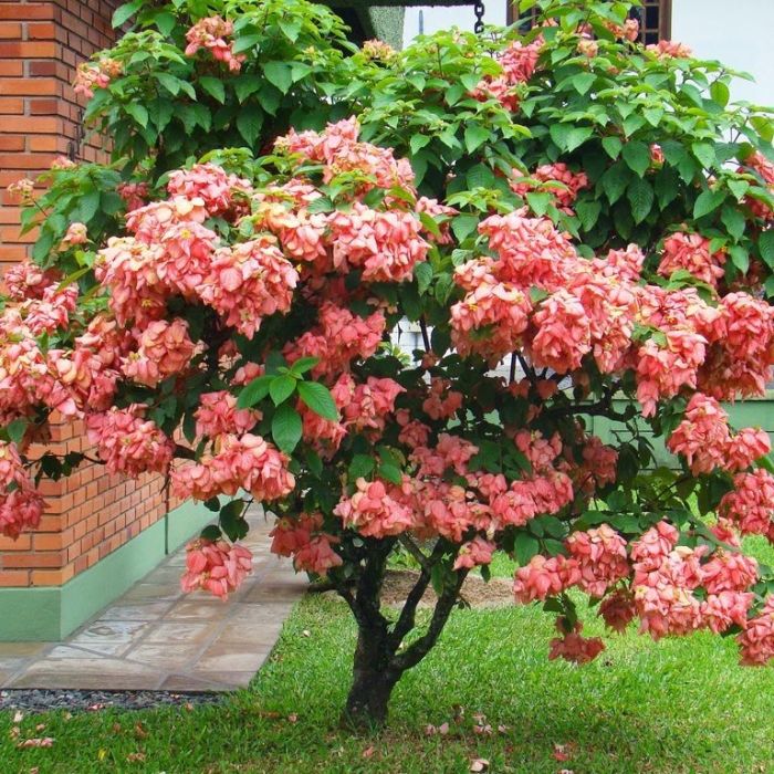 Mussaenda alicia cultivo
