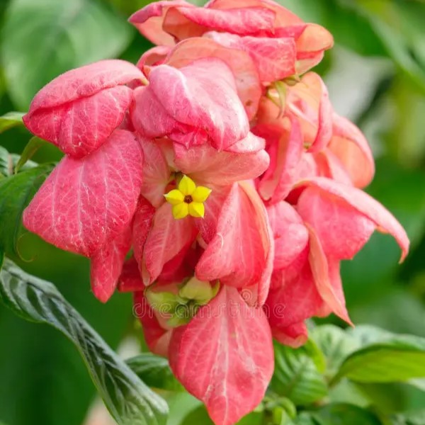Cuidados com mussaenda rosa
