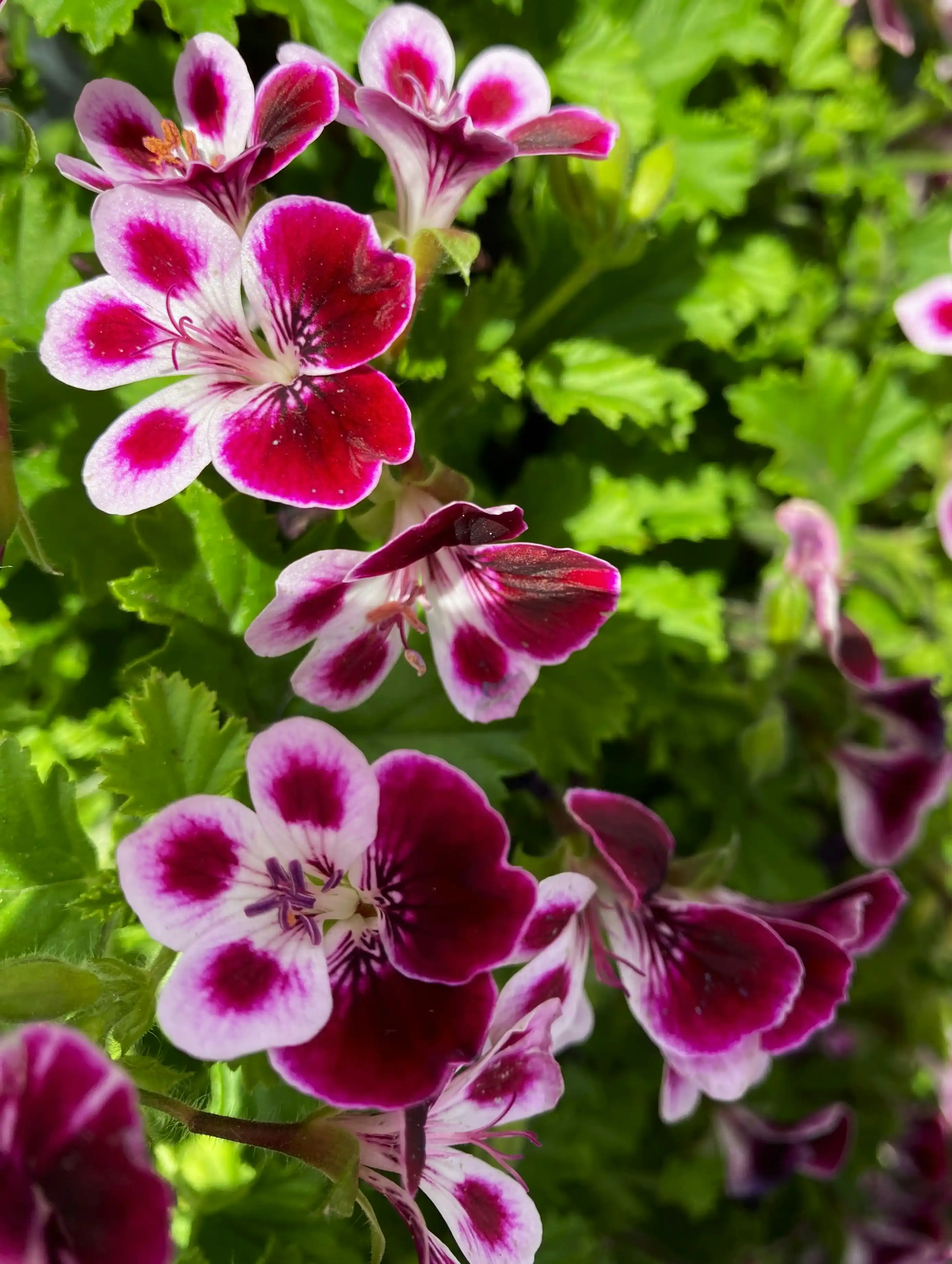 melhores plantas para jardim