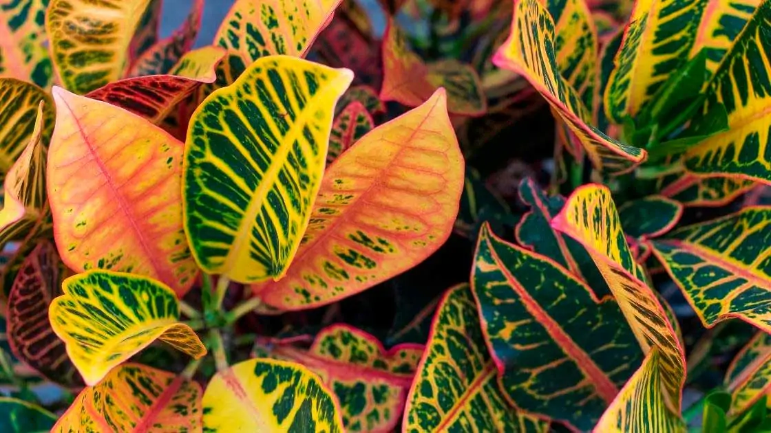plantas para jardim interno