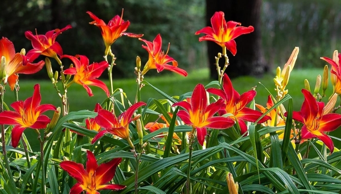 plantas para jardim externo