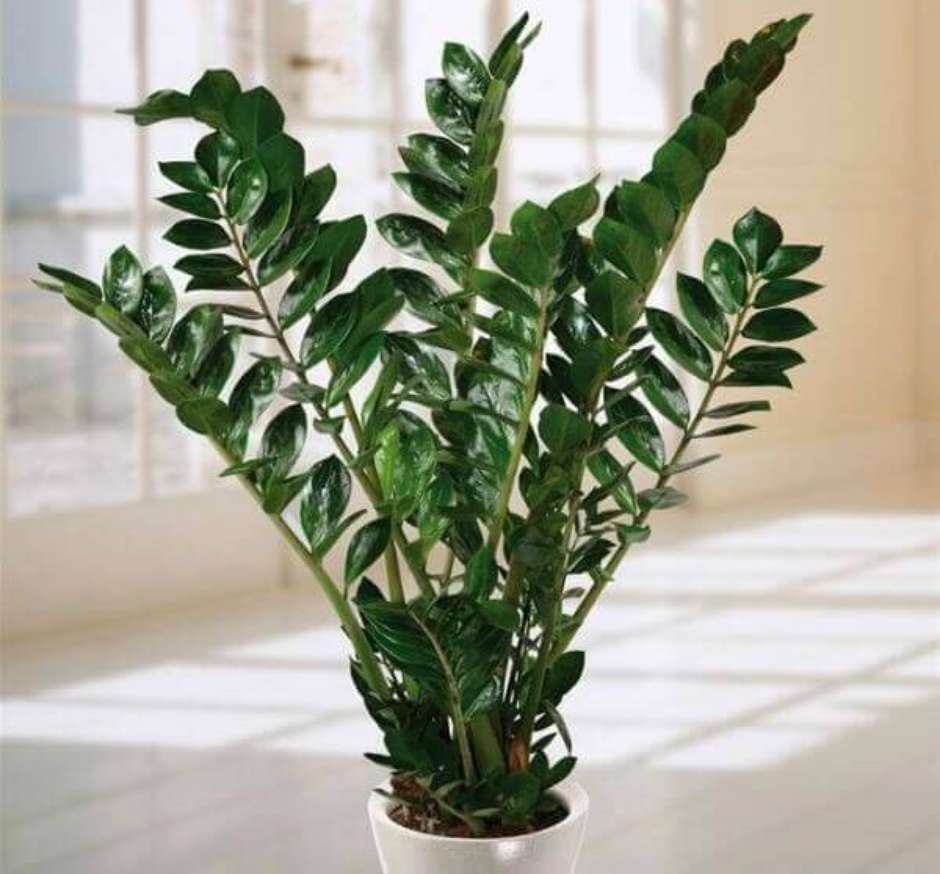 nomes de plantas ornamentais