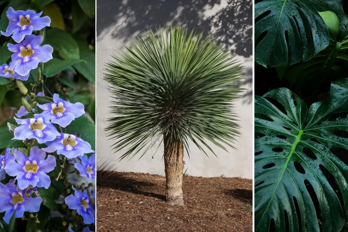 plantas para jardim interno