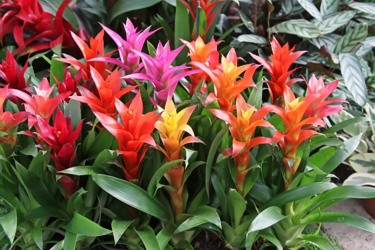 melhores plantas para jardim