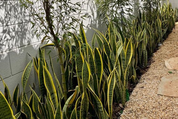plantas resistentes sol jardim