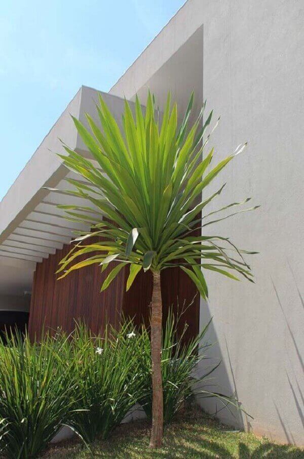 plantas de fácil manutenção para jardim
