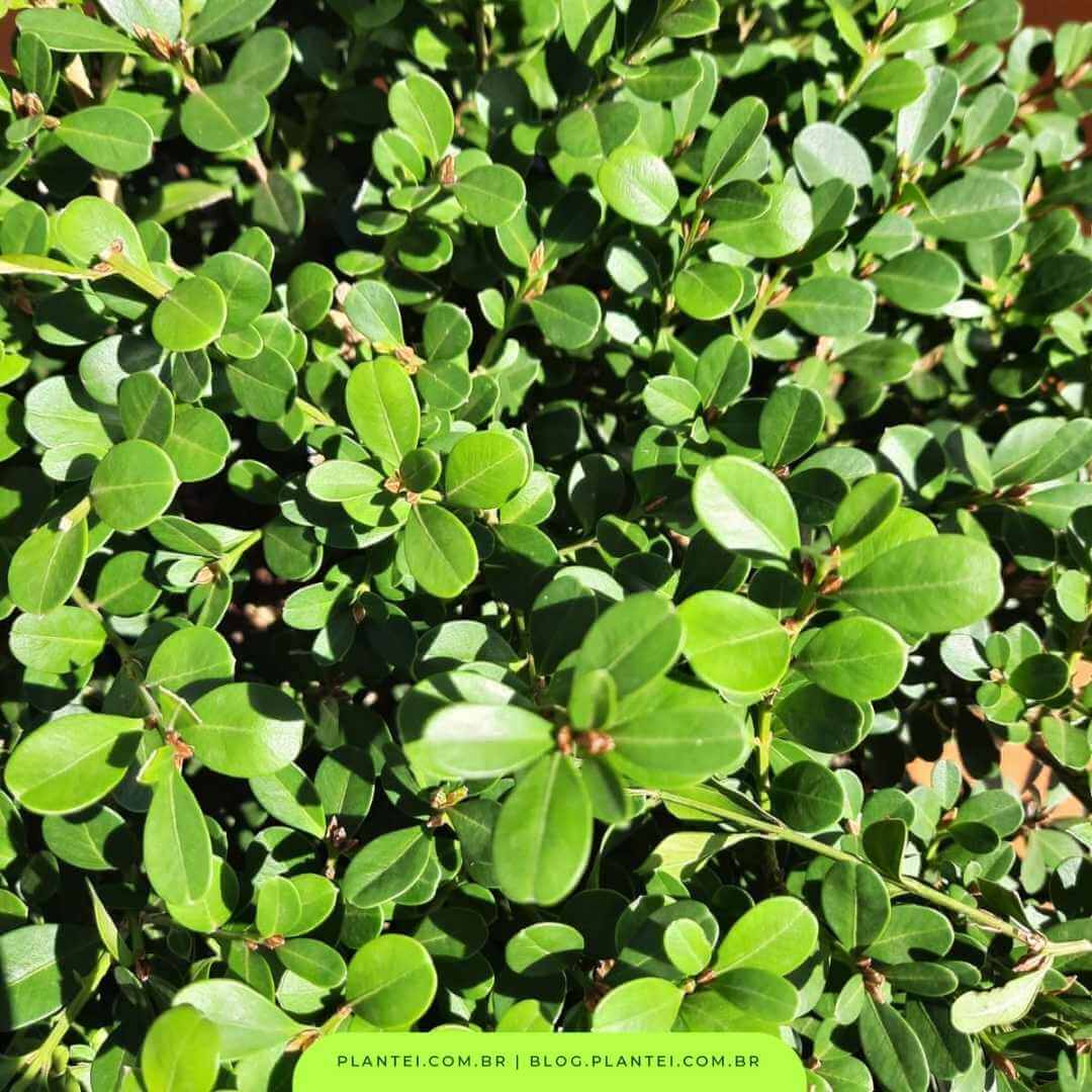 plantas com folhagens para jardim