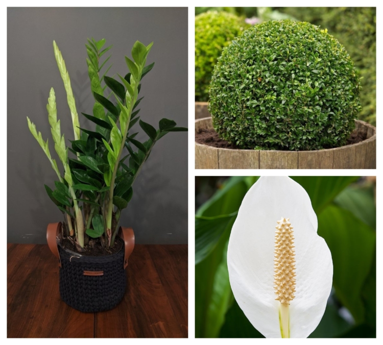 plantas para vasos jardim