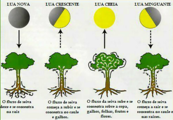 plantar na lua crescente o que colher