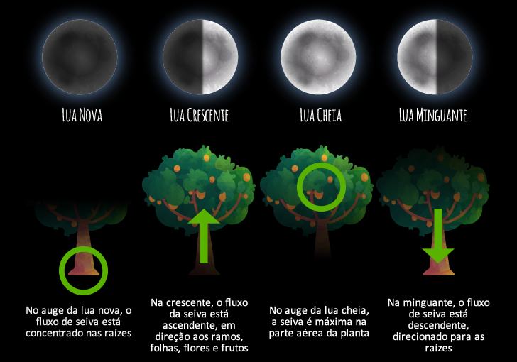 plantio lua crescente tomate