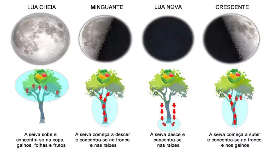 o que plantar na lua nova