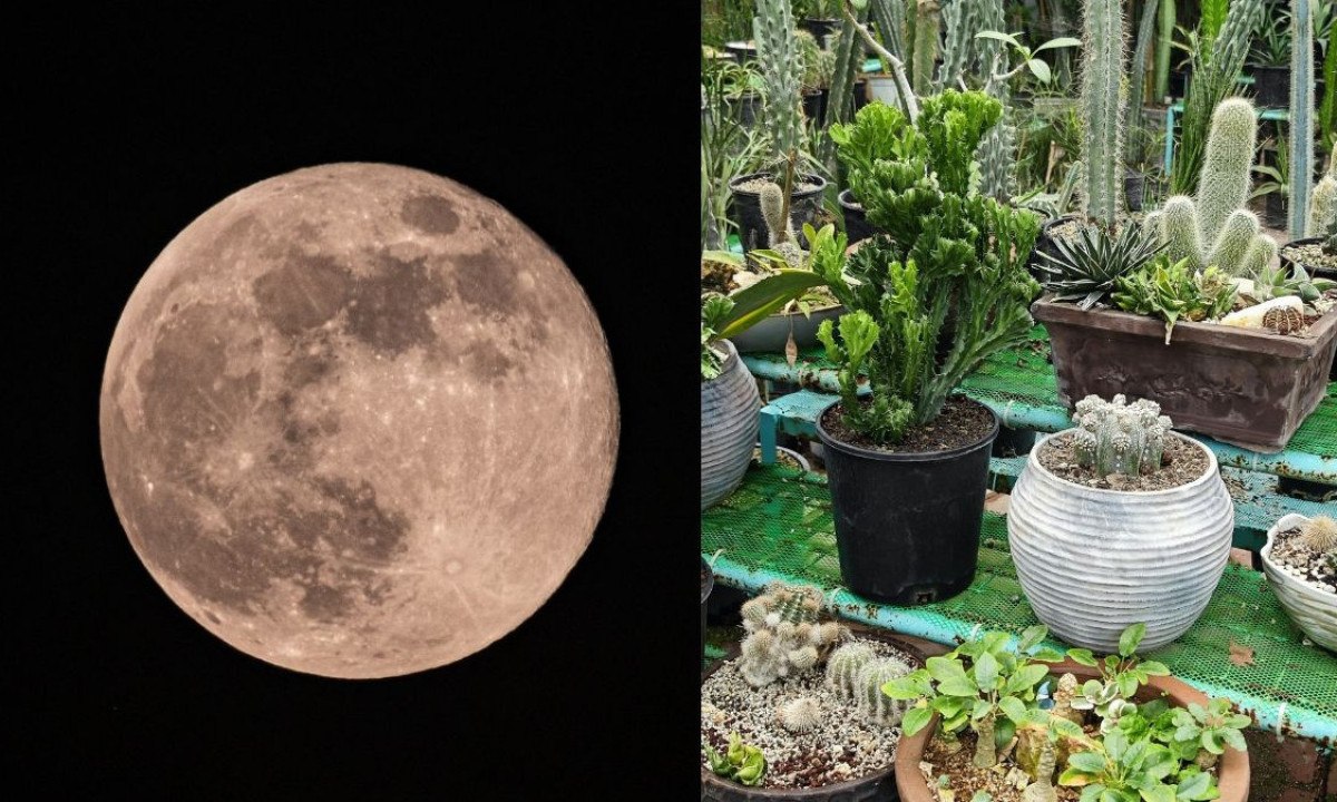 transplante lua crescente
