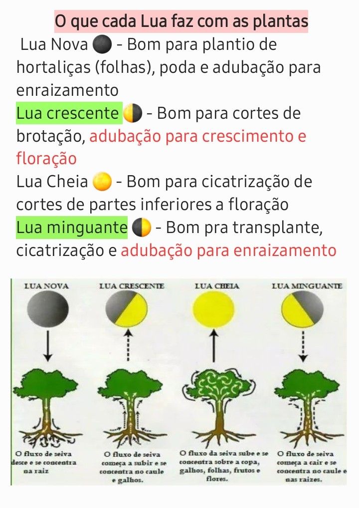 hortaliças lua crescente