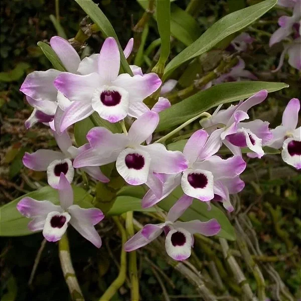 Dendrobium nobile cuidados