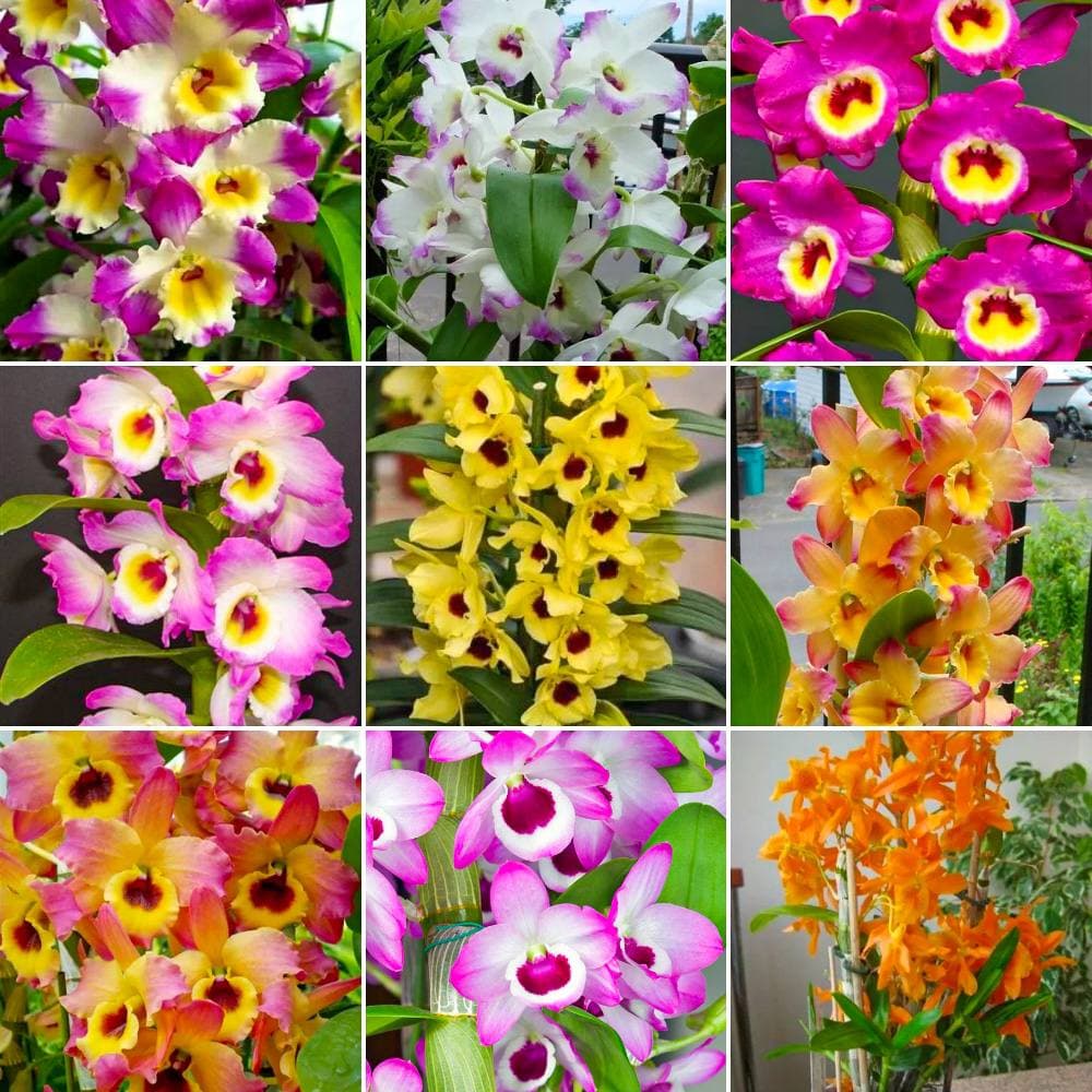 Orquídea olho de boneca floração
