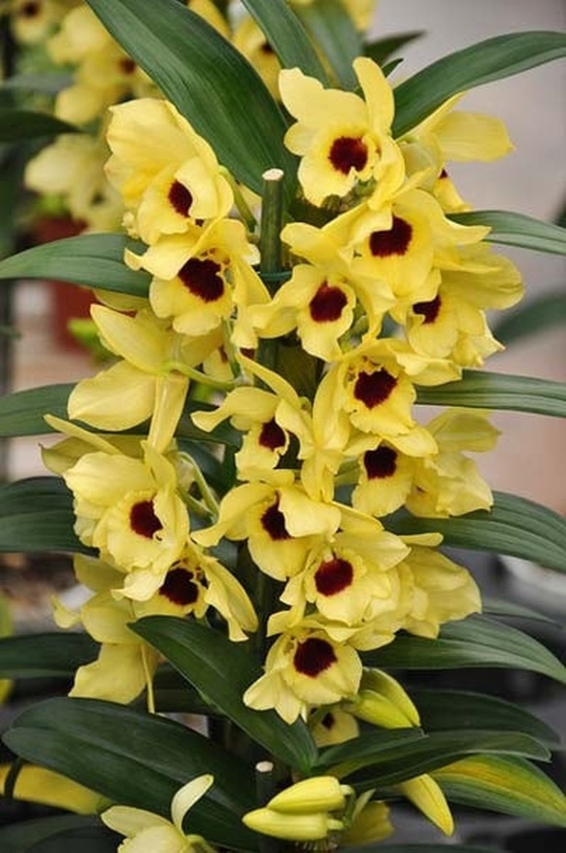 Como fazer orquídea olho de boneca dar flor