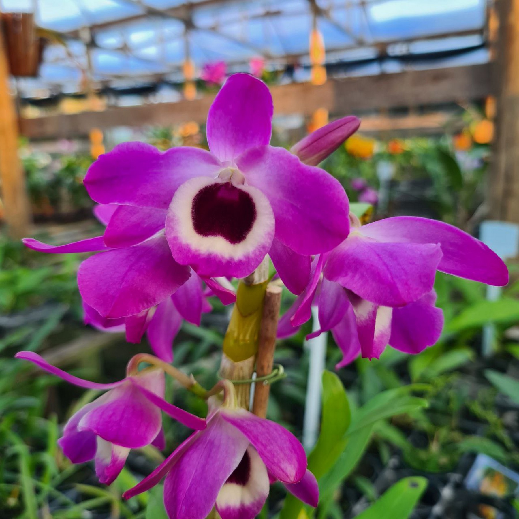 como cuidar de dendrobium
