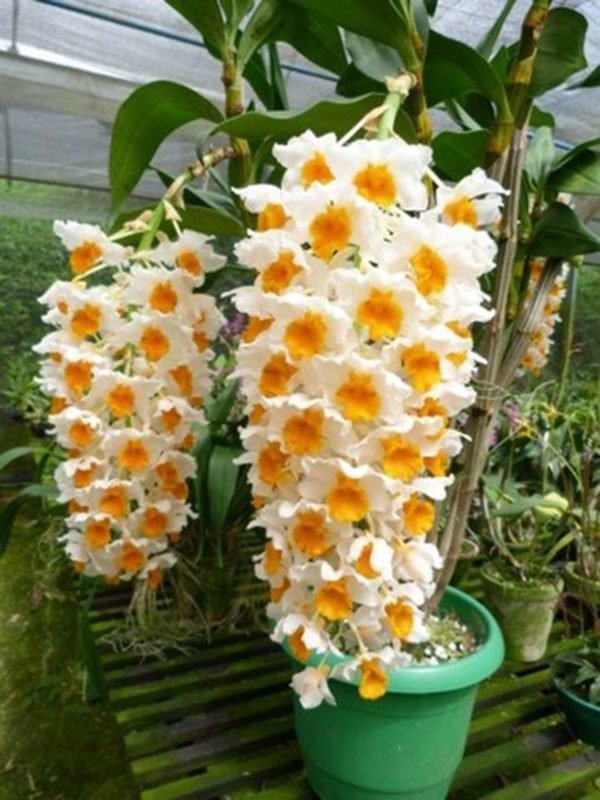 orquídea olho de boneca