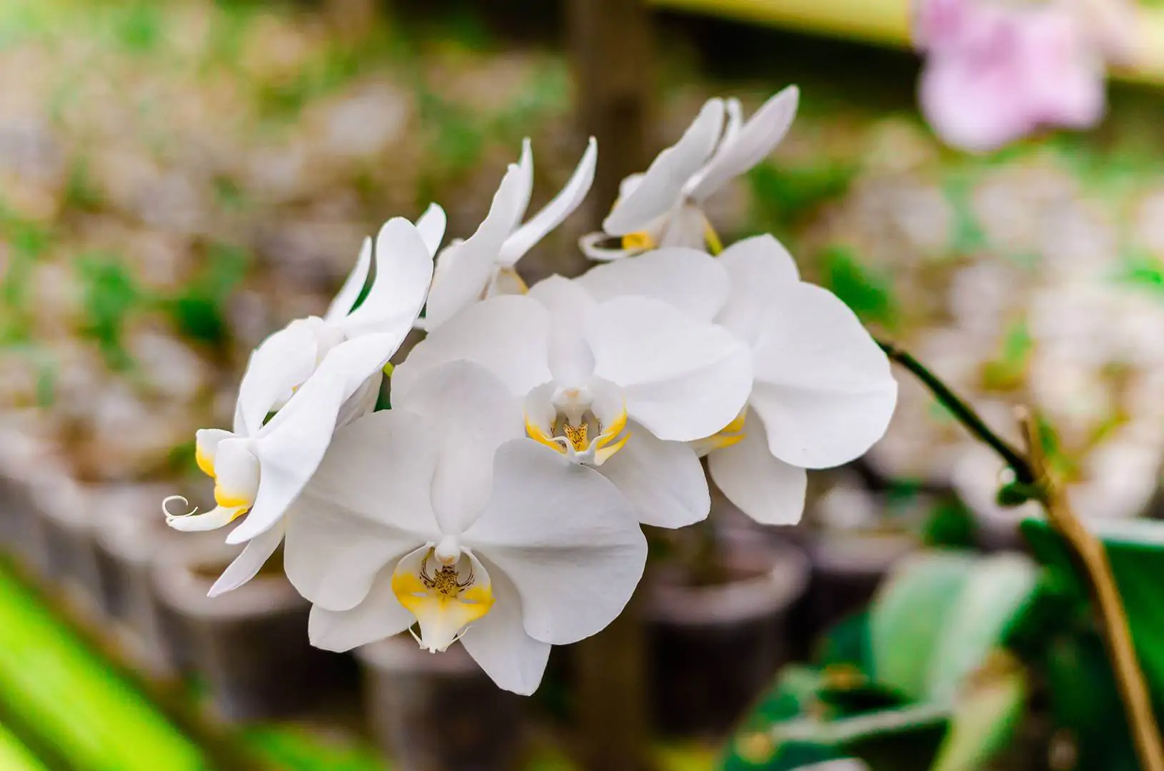 cuidados com orquídeas em apartamento