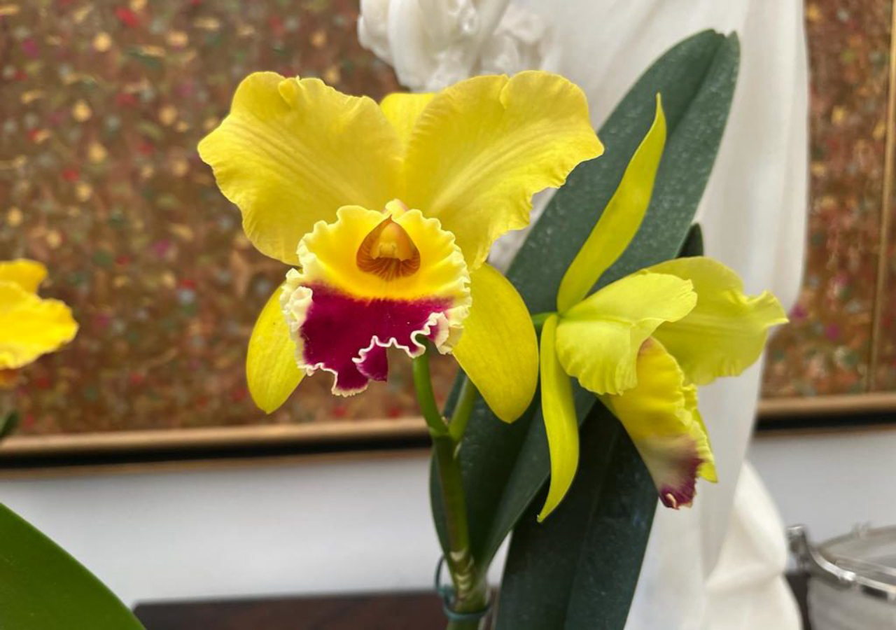 como regar orquídeas