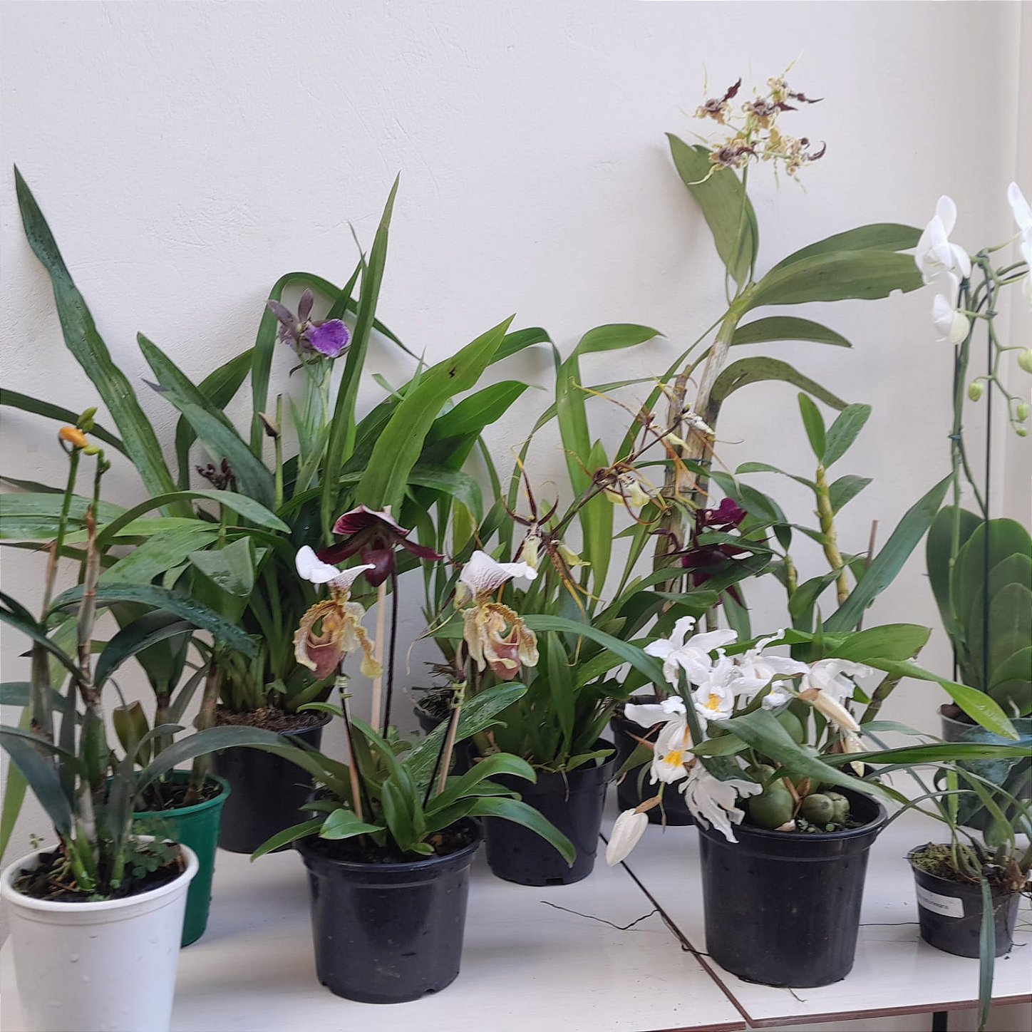 luz para orquídeas