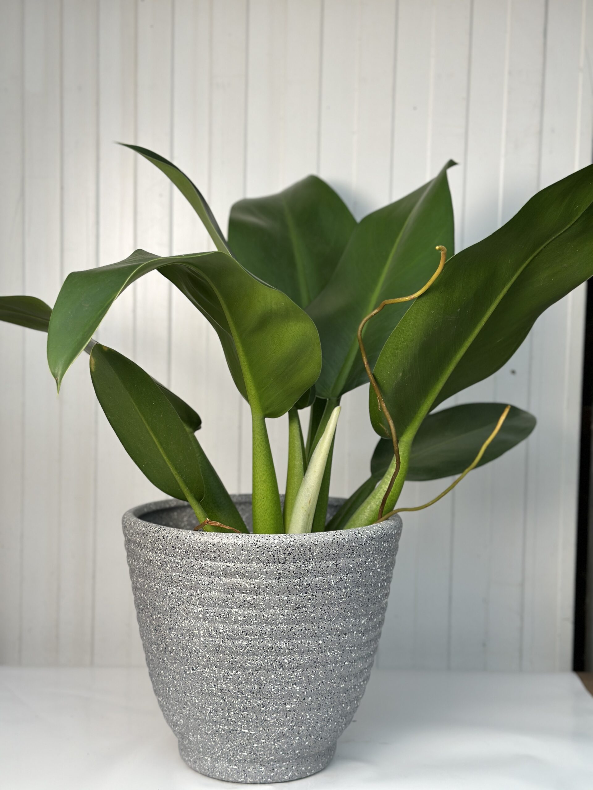 Philodendron martianum