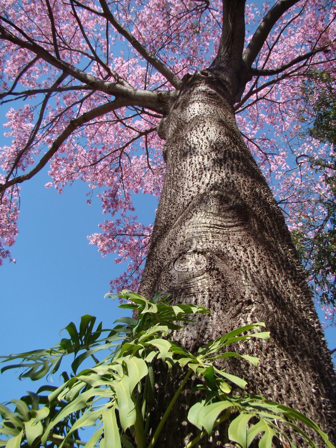 paineira rosa características