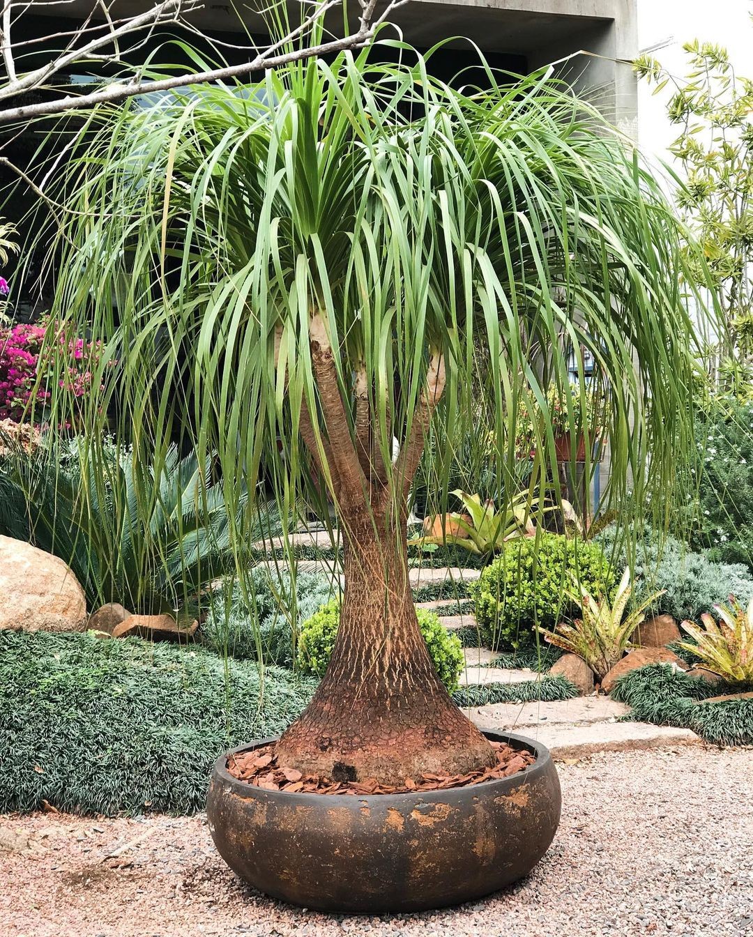 Beaucarnea recurvata cuidados