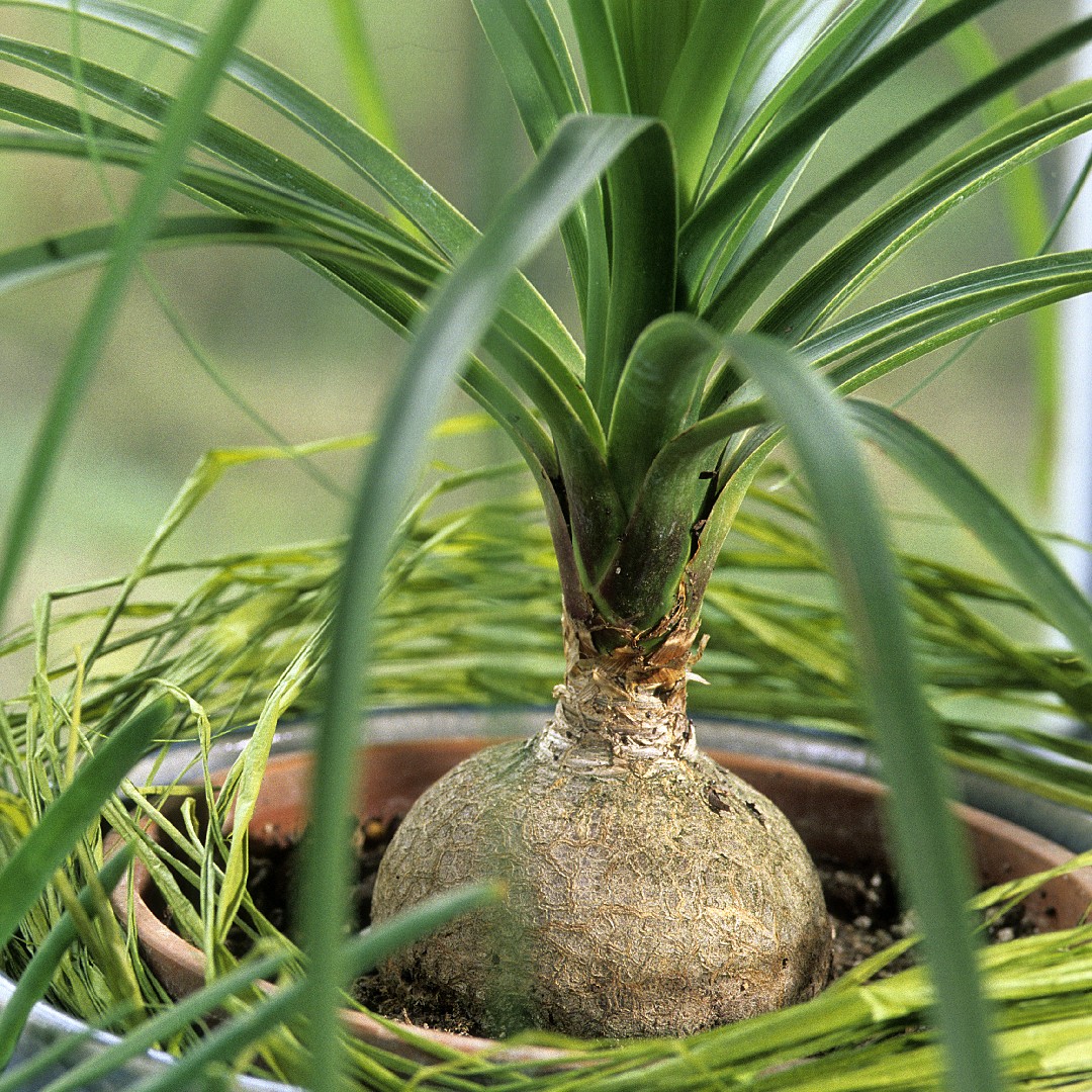 Nolina planta