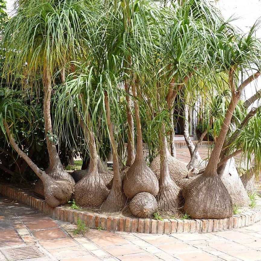 Beaucarnea recurvata cuidados