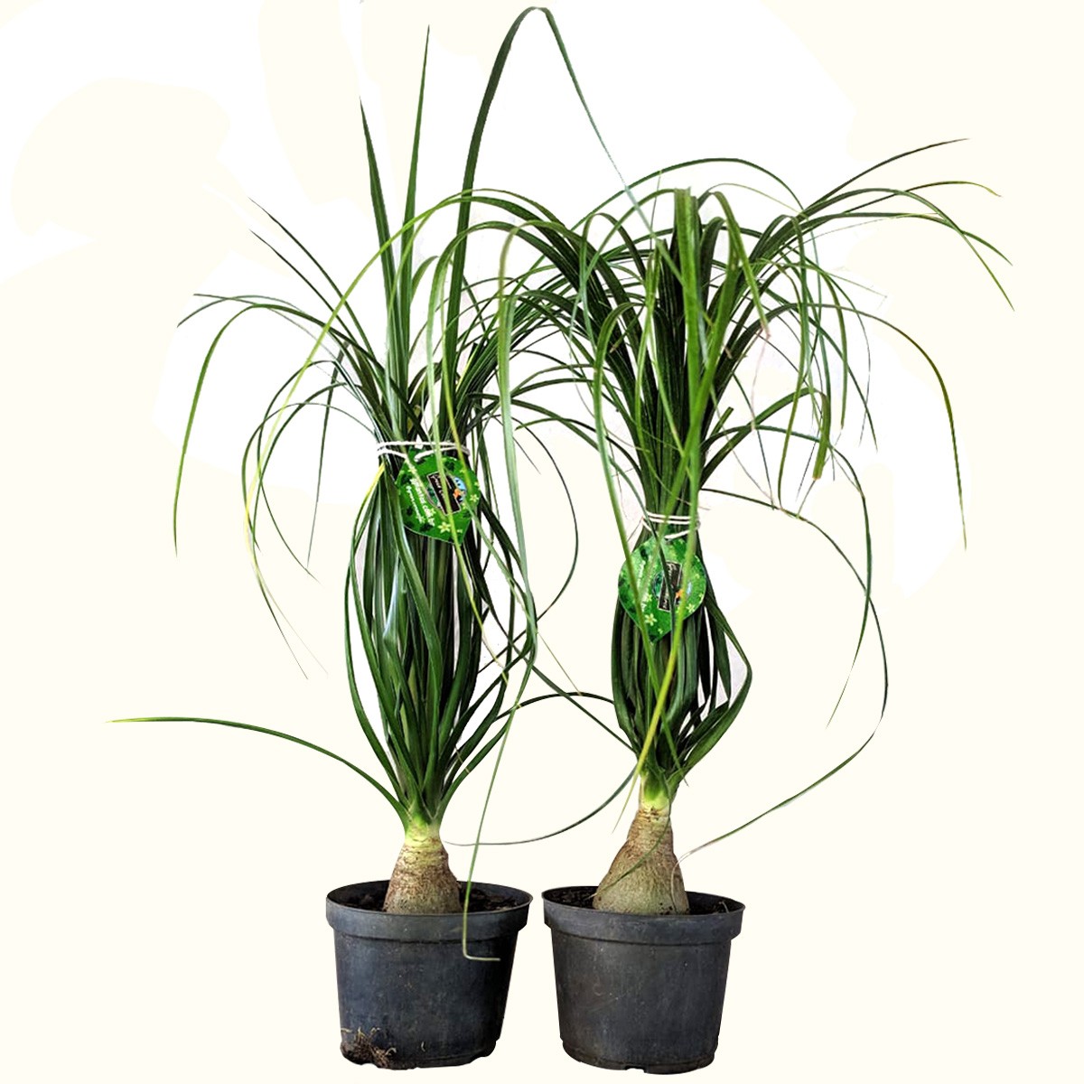 Nolina planta