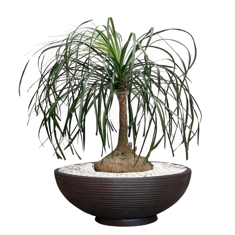 Planta pata de elefante vaso