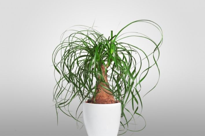 Planta resistente à seca