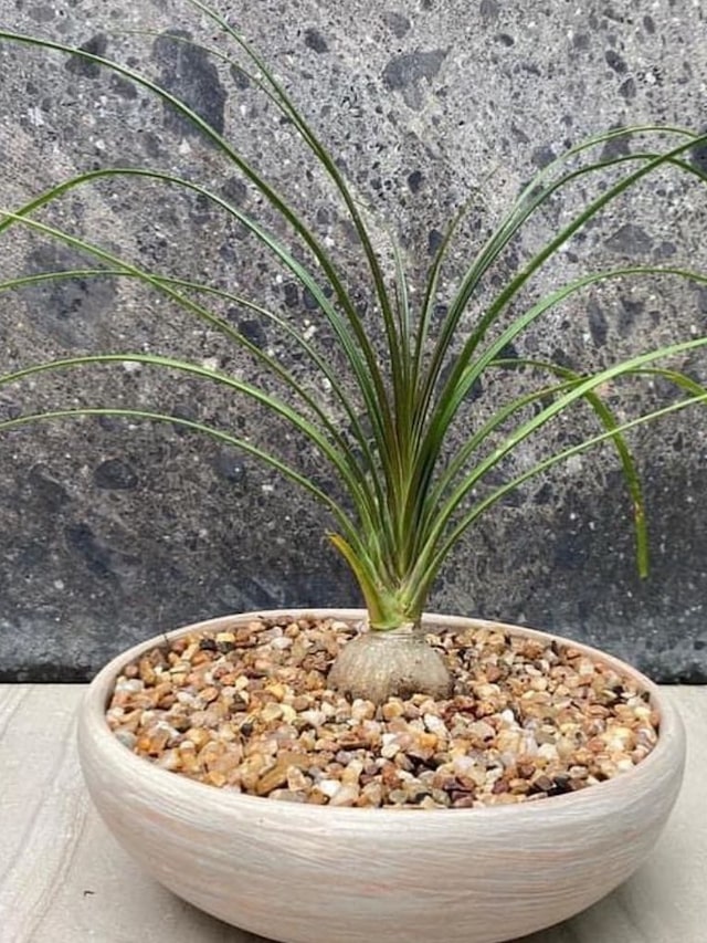 Cultivo de suculentas
