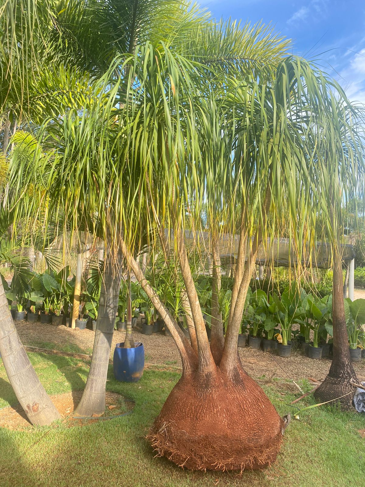 Planta pata de elefante vaso