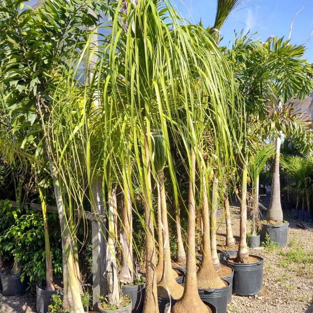 Beaucarnea recurvata cuidados