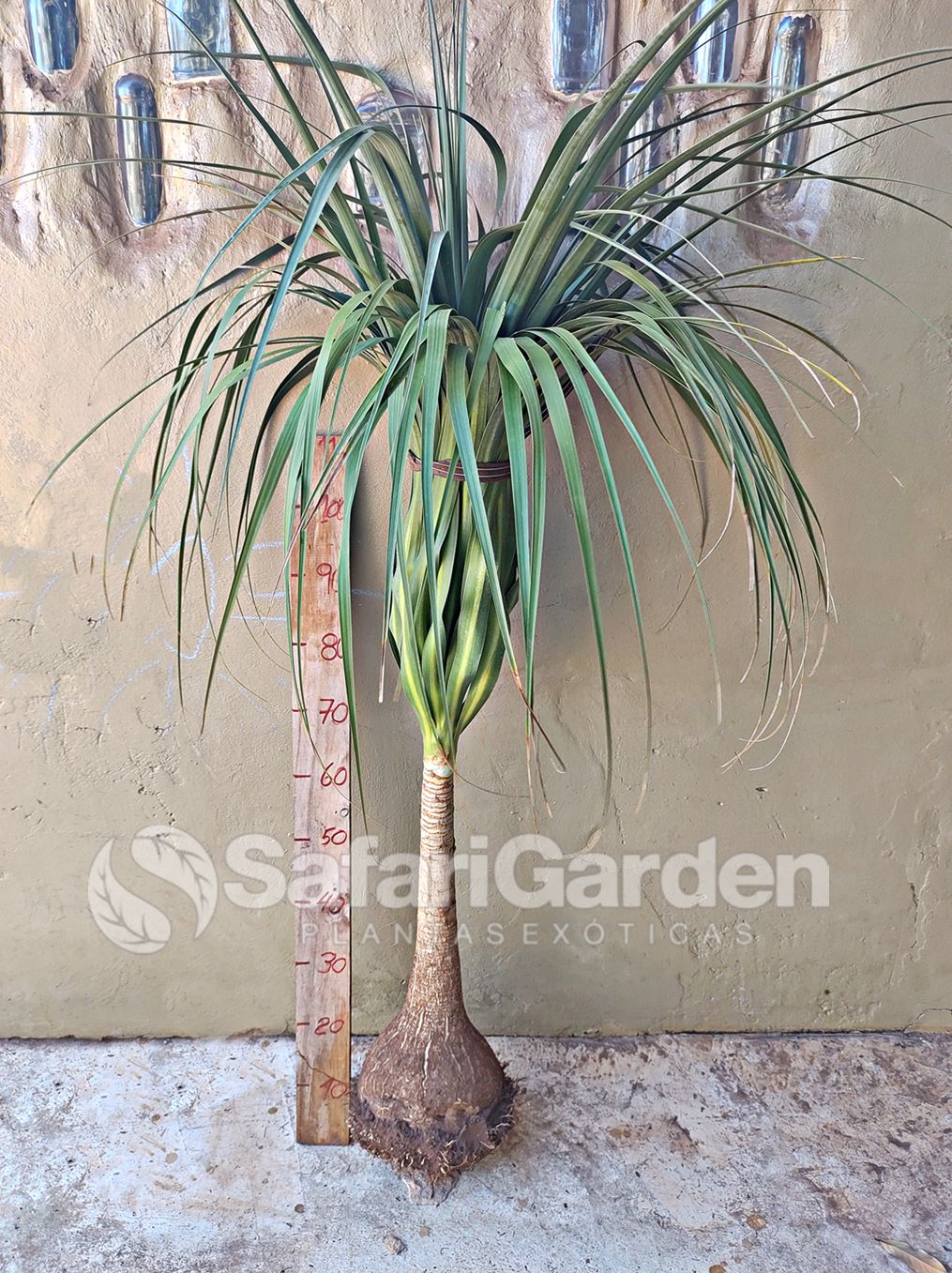 Nolina planta