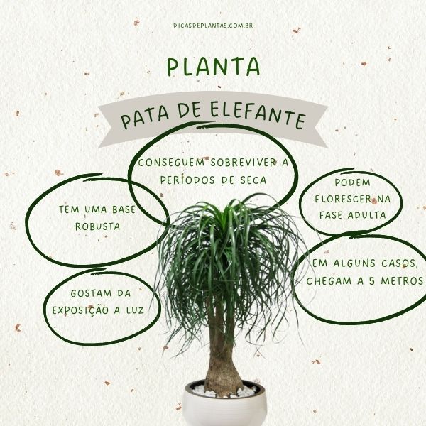 Cultivo de suculentas