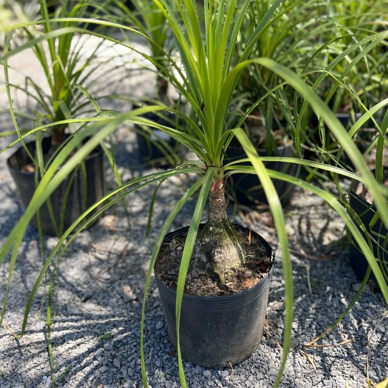 Jardim escultural